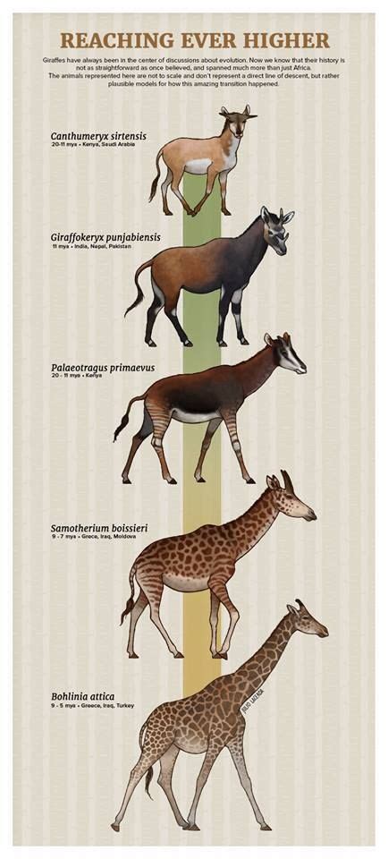 Evolución hasta llegar a las jirafas. | Animales extintos, Animales ...