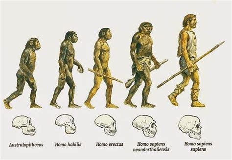 Evolución homínidos timeline | Timetoast timelines