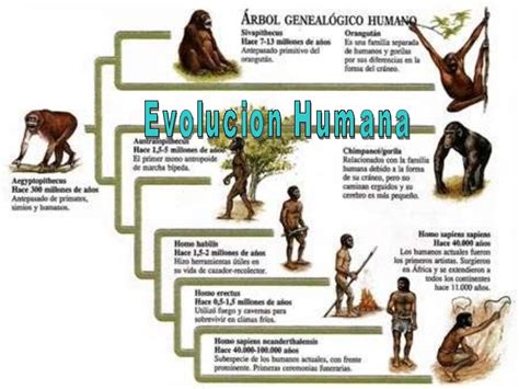 Evolucion humana