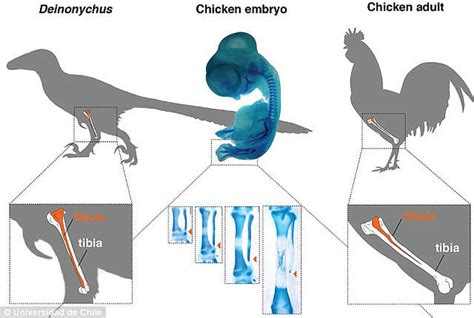 Evolución Inversa: Científicos hacen crecer patas de dinosaurio en ...