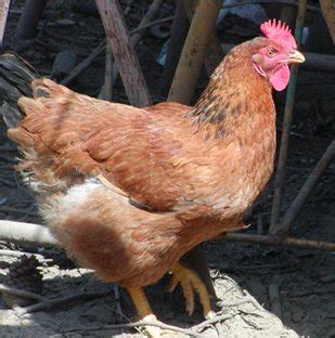 Evolución, la miseria del darwinismo: La gallina