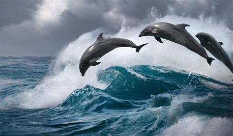 Evolución: Los delfines adaptaron su esperma para ...