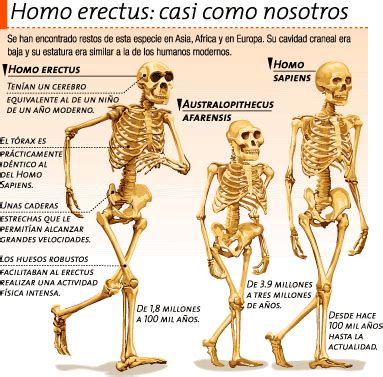 Evolucion y Biodiversidad: Homo Erectus