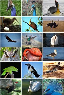 Evolution of birds   Wikipedia