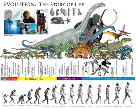 EVOLUTION: The Story of life │ The Prehistoric ERAS ...