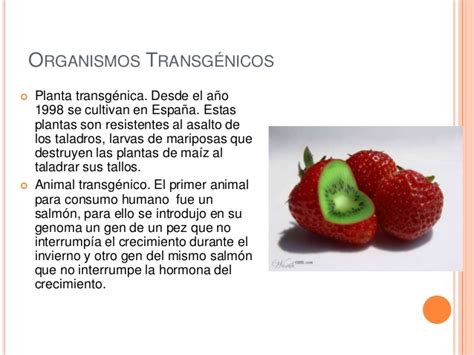 Example Desventajas De Los Alimentos Transgenicos Most Popular   Gacion