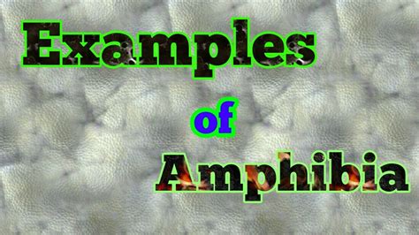 Examples of Amphibians   YouTube