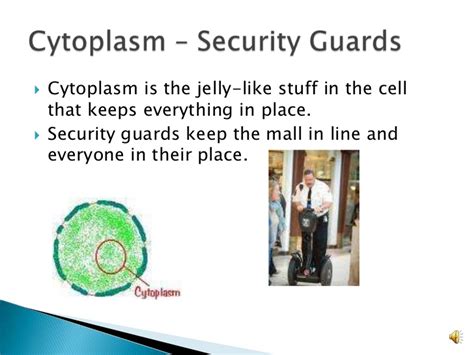 Examples of cytoplasm in real life. What are 2 real life ...