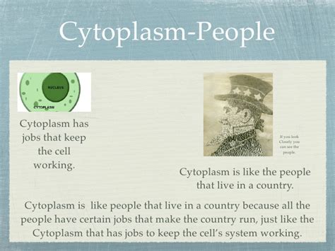 Examples of cytoplasm in real life. What are 2 real life ...