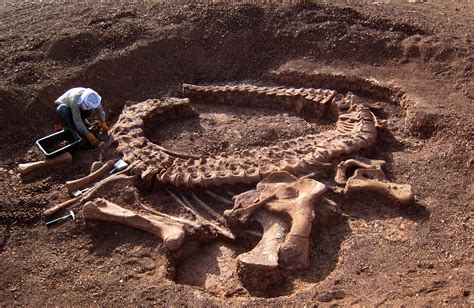 Excavación del dinosaurio saurópodo  Spinophorosaurus  en el Jurásico ...