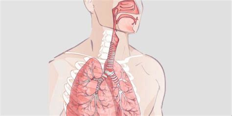Exercícios sobre sistema respiratório com: os principais órgãos do ...