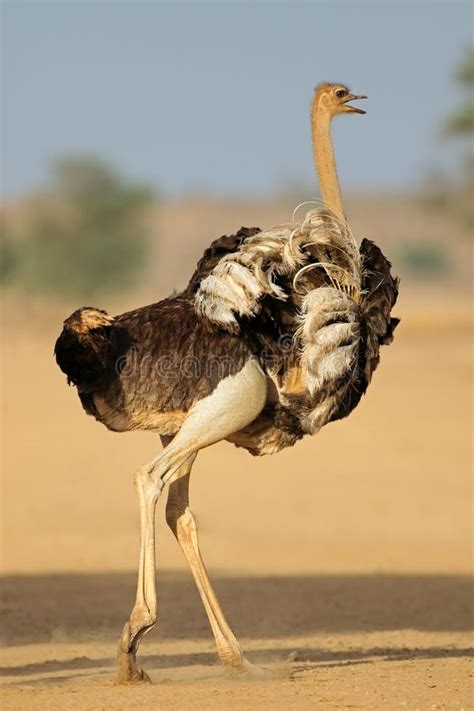 Exibindo Avestruz Fêmea   Deserto De Kalahari Foto de ...