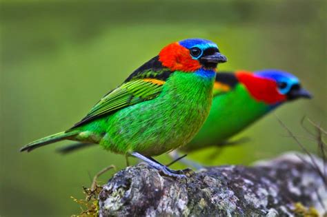 Exotic birds of unprecedented beauty | PHOTOS 0