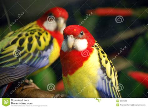 Exotic Birds stock photo. Image of beak, exotic, green ...