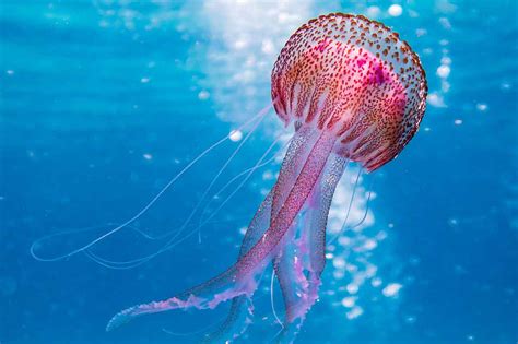 Experiencias reales de picaduras de insectos y medusas ...
