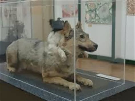 Experimentos en animales: No apto para Público Susceptible. | Secreto Vivo