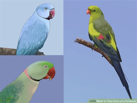 Expert Advice on How to Take Care of a Parakeet   wikiHow