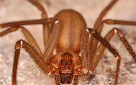 Experto de IMSS pide prevenir mordeduras de arañas peligrosas