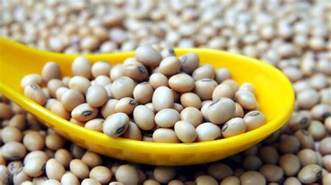 Experts harp on nutritional value of soya beans | The ...