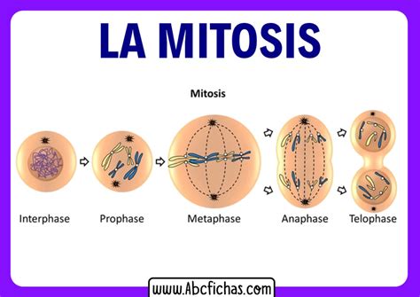 Explicacion de mitosis y sus fases o partes   ABC Fichas
