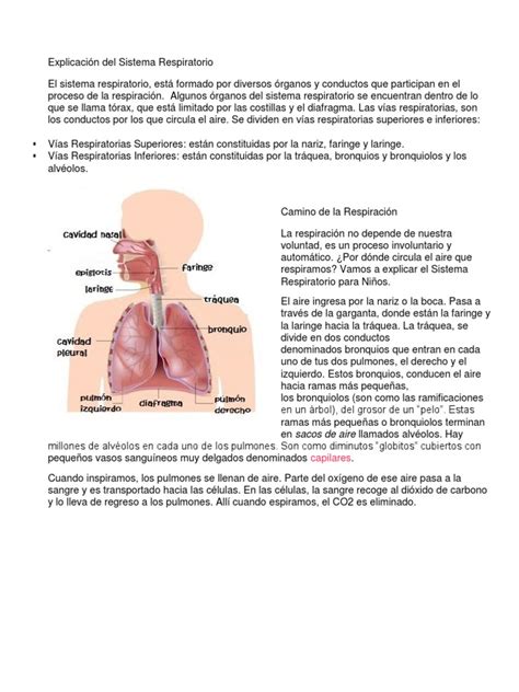 Explicación Del Sistema Respiratorio | PDF | Sistema respiratorio | Pulmón