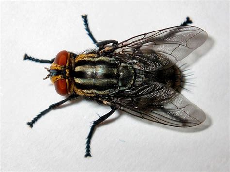 Exploran alternativas a los insecticidas contra la mosca de los cuernos ...