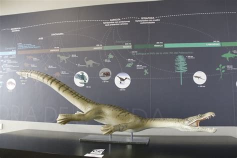 Exposición en el Museo de Paleontología de Cuenca ...