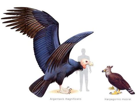 Extinct Animals  on Twitter:  The giant teratorn or Argentavis was ...