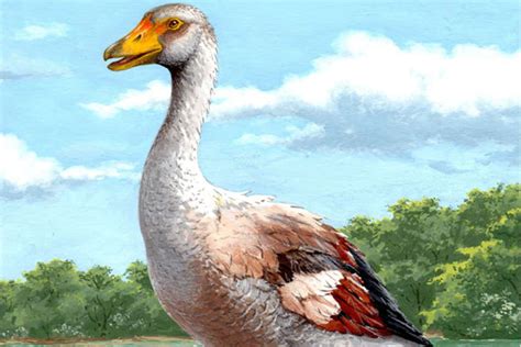Extinct giant goose used its wings to fight rather than fly | New Scientist