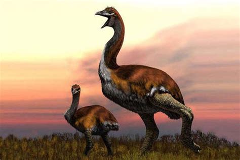 Extinct Madagascan species named  world s largest bird  | Birds ...
