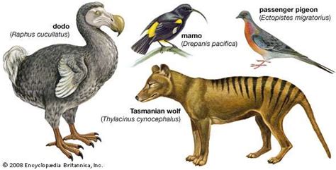 extinction | Definition & Examples | Britannica.com