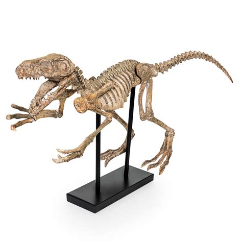 Extra Large Dinosaur Skeleton | Home Accessories ...