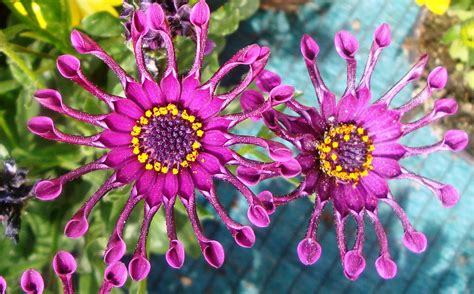 Extrañas flores raras | Explore CPGXK s photos on Flickr ...
