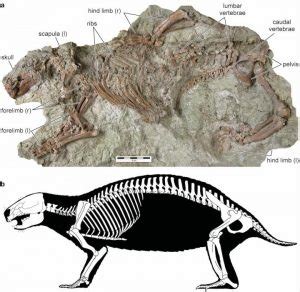 Extraño fósil nos da pistas sobre los primeros mamíferos   Diario Eco