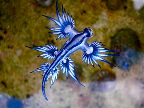 extraños y bellos animales marinos | llaollao blog