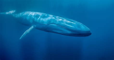Extraordinarias imágenes de ballenas azules alimentándose ...