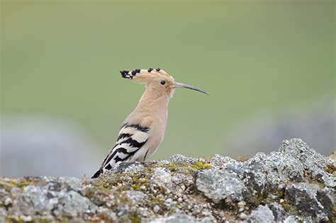 Extremadura is one of the best places for birdwatching in ...