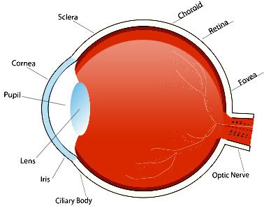 Eye Anatomy: How Do Our Eyes Work?