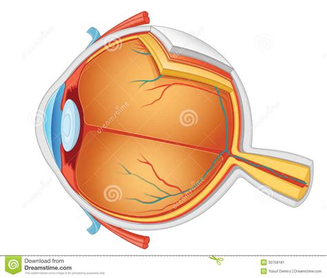 Eye Anatomy Illustration Stock Image   Image: 30758181