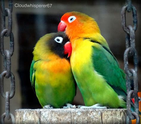 Eye Ring and Masked Lovebirds  Agapornis personatus  looki ...