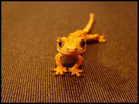 Eyelash Crested Gecko baby : aww