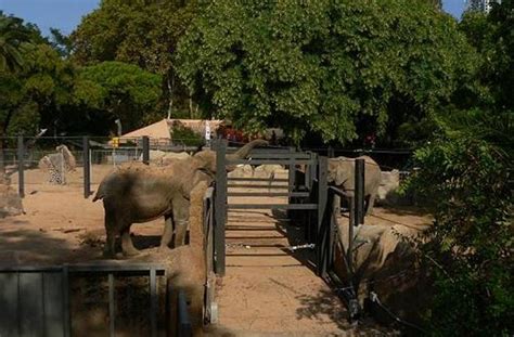FAADA | El Zoo de Barcelona ha agravado la situación de ...