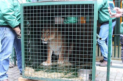 FAADA | FAADA consigue trasladar 47 animales del Zoo de ...