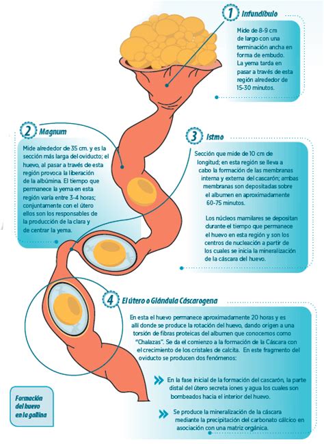 Factores que afectan a la calidad de la cáscara del huevo ...