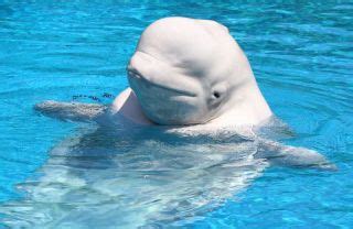 Facts About Beluga Whales | Live Science