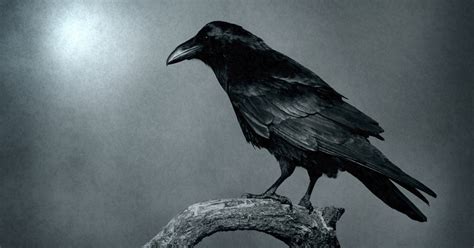 Facts about crows