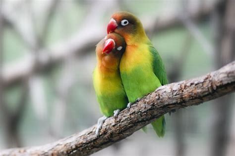 Facts About Love Birds Which You Should Know Before ...