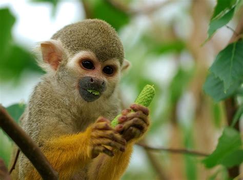 Facts about the Squirrel Monkey