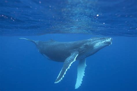 Facts about whales   Whale & Dolphin Conservation USA