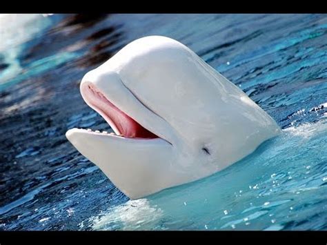 Facts: The Beluga Whale YouTube